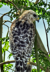 Buteo lineatus