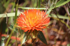 Gomphrena arborescens