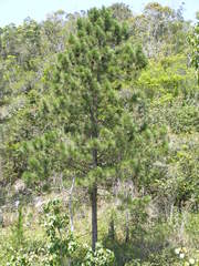 Pinus caribaea