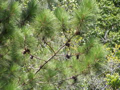 Pinus caribaea