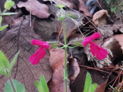 Salvia angustiarum