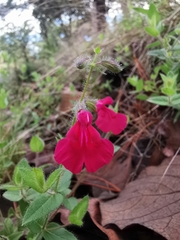 Salvia angustiarum