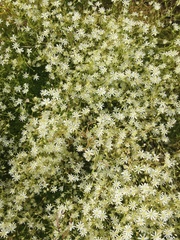 Stellaria crassifolia