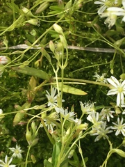 Stellaria crassifolia