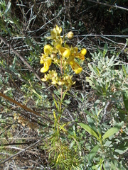 Calceolaria buchtieniana