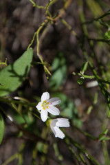 Claytonia