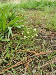 Cyperus seslerioides