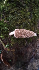 Phallus calongei
