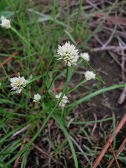 Cyperus seslerioides