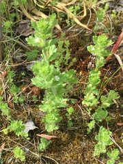 Euphrasia subarctica