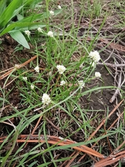 Cyperus seslerioides