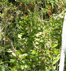 Heliconia hirsuta
