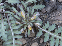 Pedicularis semibarbata