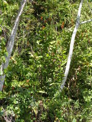 Heliconia hirsuta