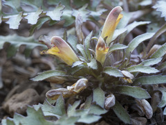Pedicularis semibarbata