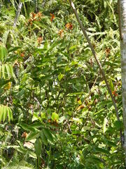 Heliconia hirsuta