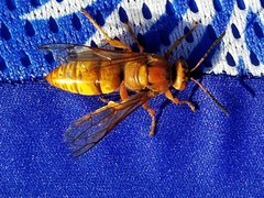 Sphecius