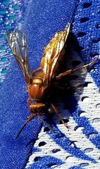 Sphecius