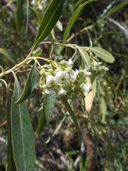 Escallonia angustifolia