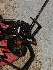 Latrodectus hesperus