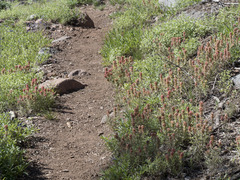 Castilleja arachnoidea