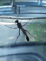 Eremnophila aureonotata