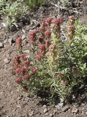 Castilleja arachnoidea