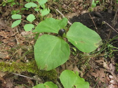 Trillium albidum parviflorum