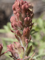 Castilleja arachnoidea