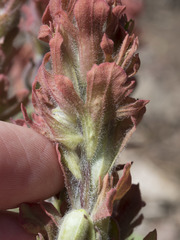 Castilleja arachnoidea