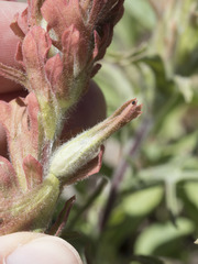 Castilleja arachnoidea