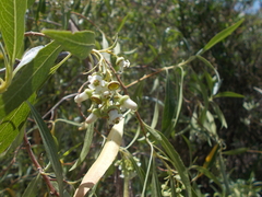Escallonia angustifolia