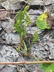 Botrychium minganense