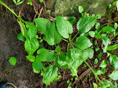 Rugelia nudicaulis