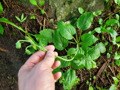 Rugelia nudicaulis