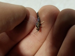 Paraleptophlebia heteronea