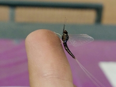 Paraleptophlebia heteronea