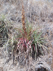 Puya glabrescens