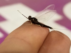 Paraleptophlebia heteronea