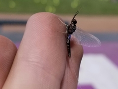 Paraleptophlebia heteronea