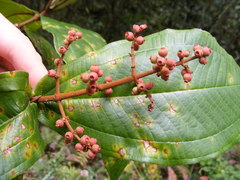 Miconia impetiolaris