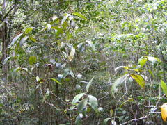 Miconia impetiolaris
