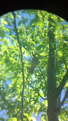 Pachyramphus aglaiae