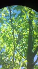 Pachyramphus aglaiae