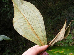 Miconia impetiolaris