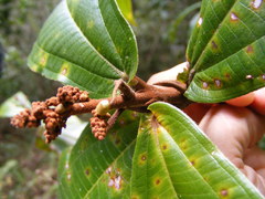 Miconia impetiolaris