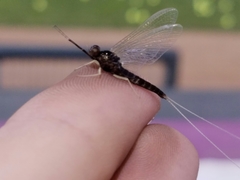 Paraleptophlebia heteronea