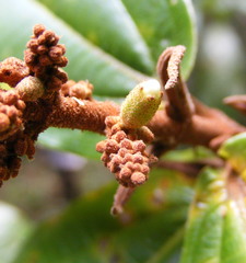 Miconia impetiolaris