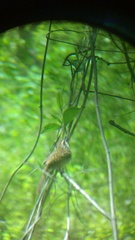 Campylorhynchus gularis