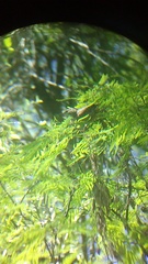 Campylorhynchus gularis